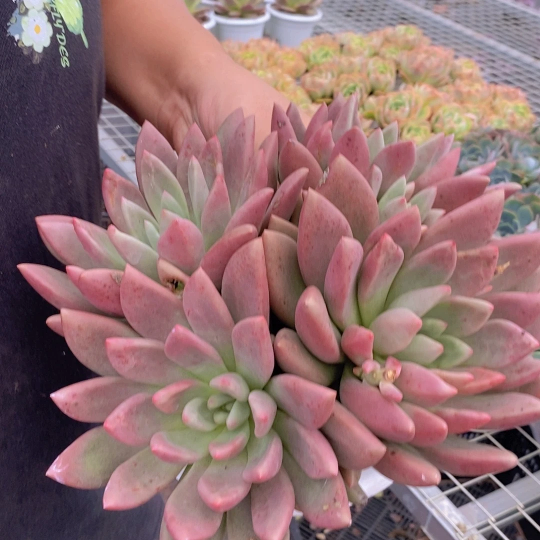 桃花源四大头起发大盆