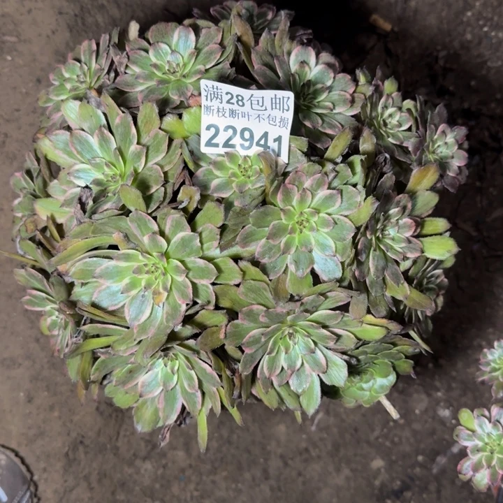 22941紫霞多肉植物