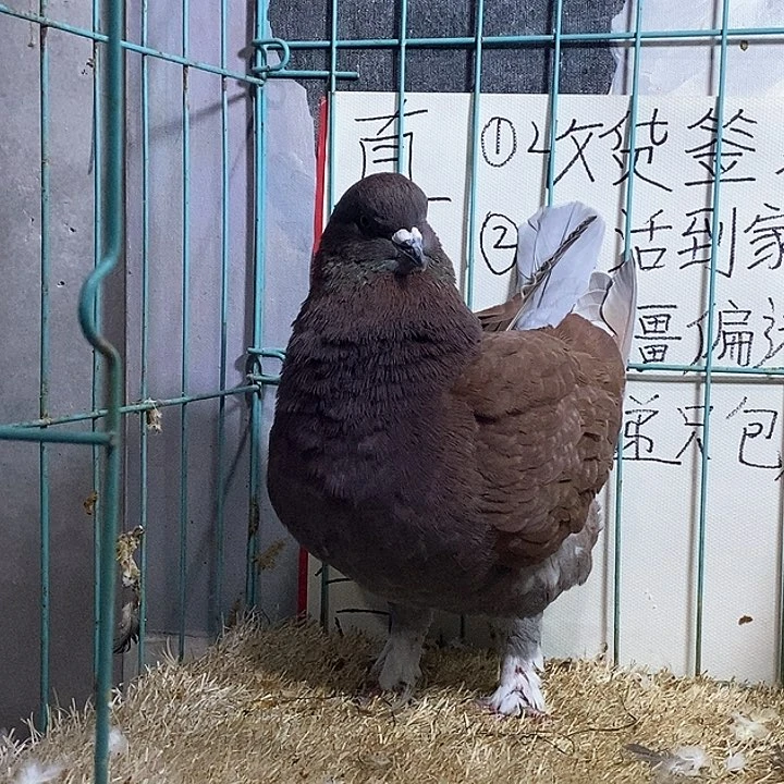3中国大陆散装红