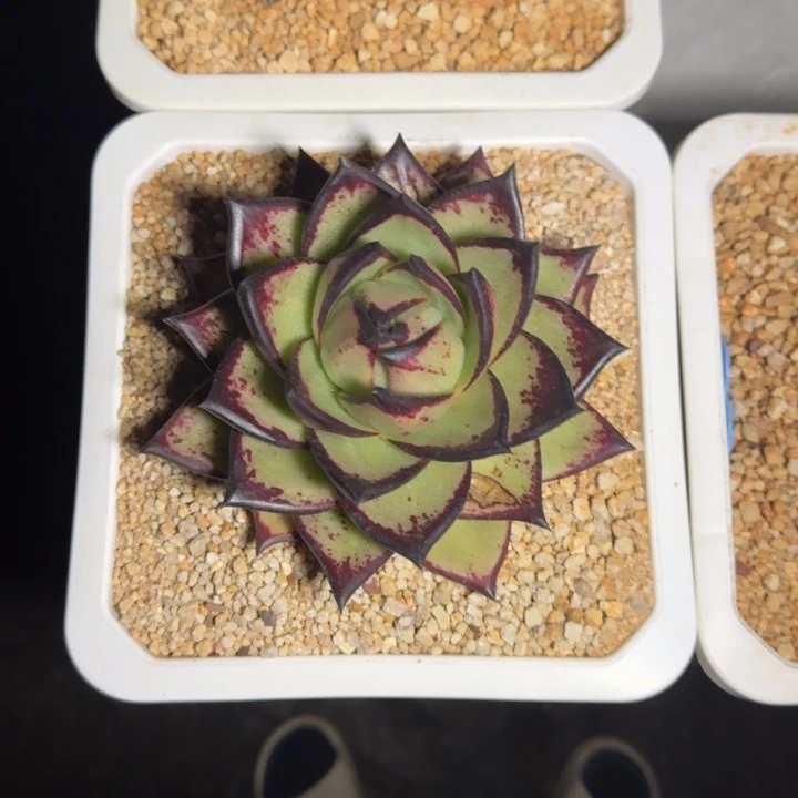 乌木 桃子 一物一拍