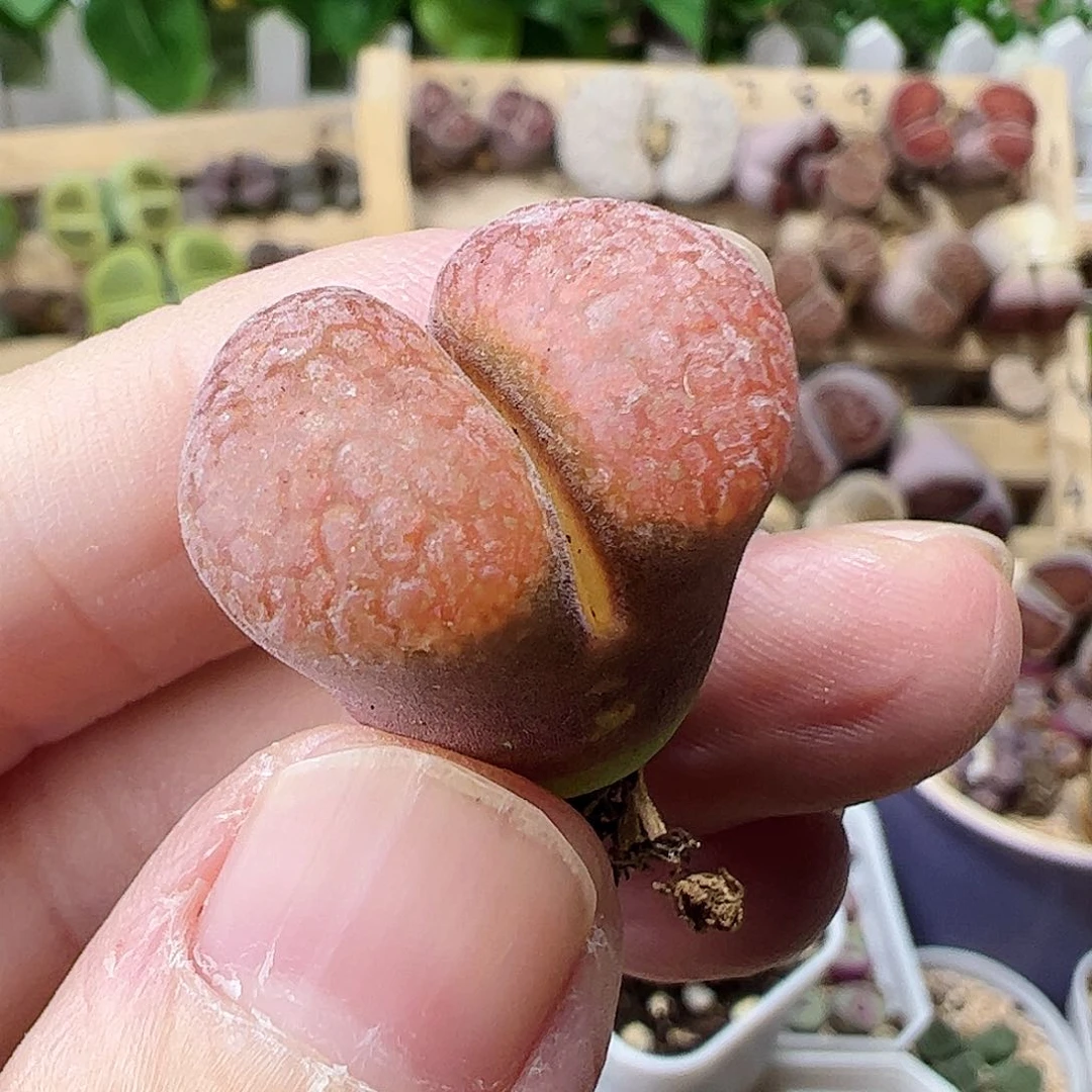 无花朵母本蛋糕风铃一颗
