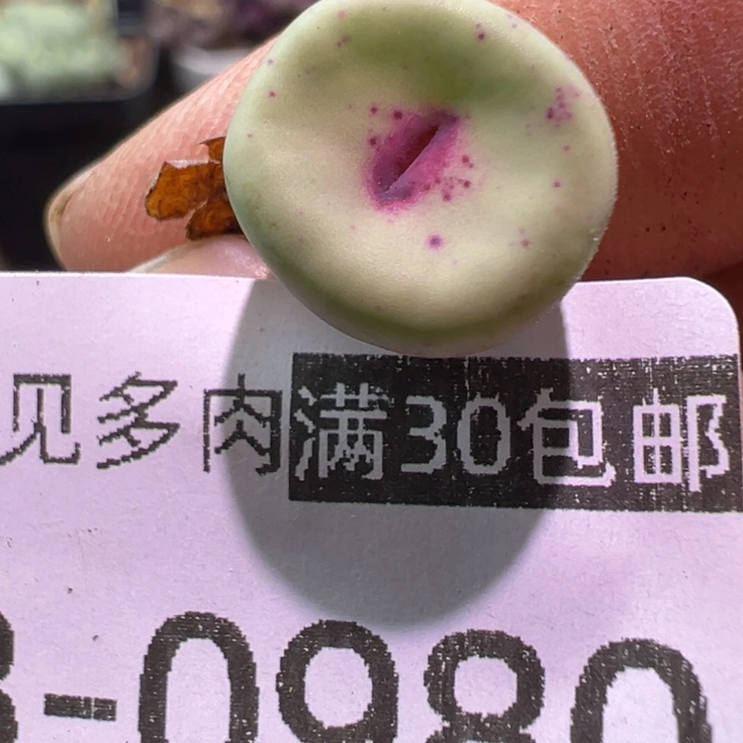 980 多肉植物1111111111111111111