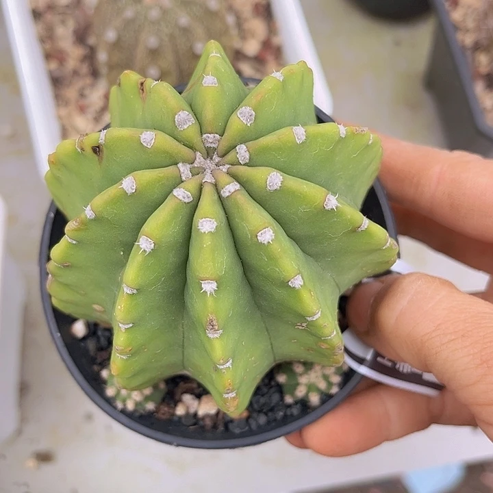 仙人球07148多肉植物