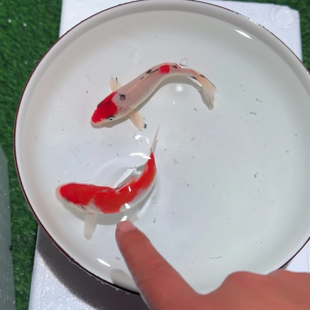 锦鲤锦鲤 观赏鱼 锦鲤