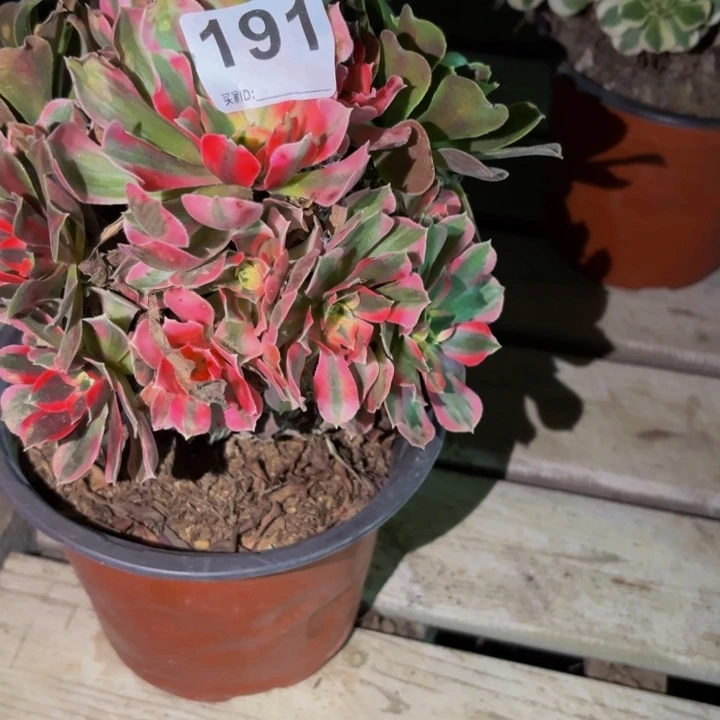 高***姐191花样年华多肉植物