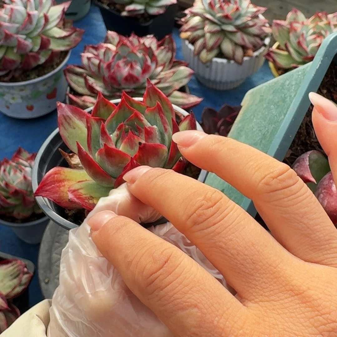 惊鸿仙子量拍三颗 5 公分左右