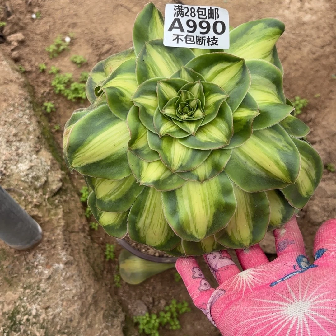 N. 990暴君多肉1，babe