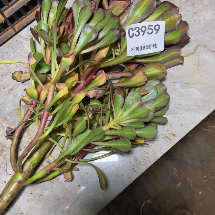 【闪购商品】简*菊3959多肉