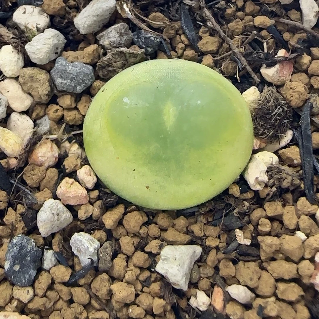 664拉登1.4厘米带盆土