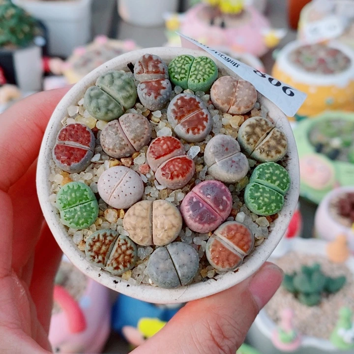 生石花花花花花806