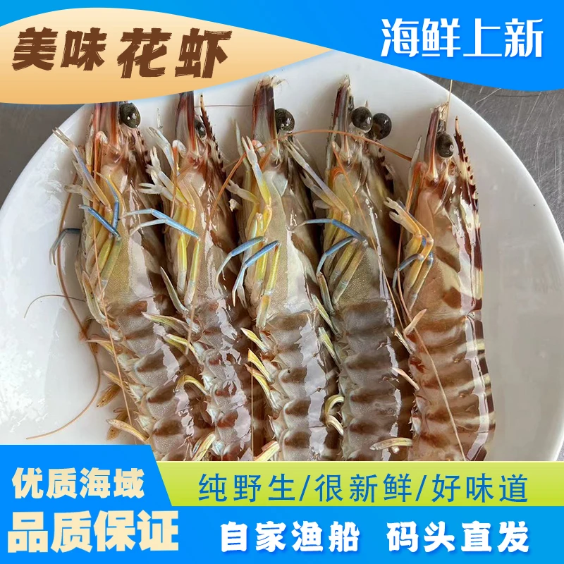 【顺丰直达】北海本港野生花虾 8-10头一斤 花斑节 速冻锁鲜发货