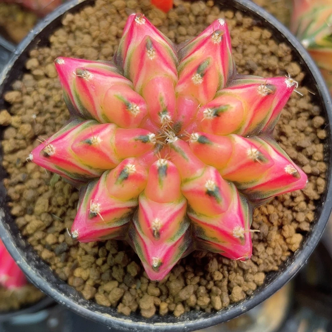 1-180米哈锦5.2厘米