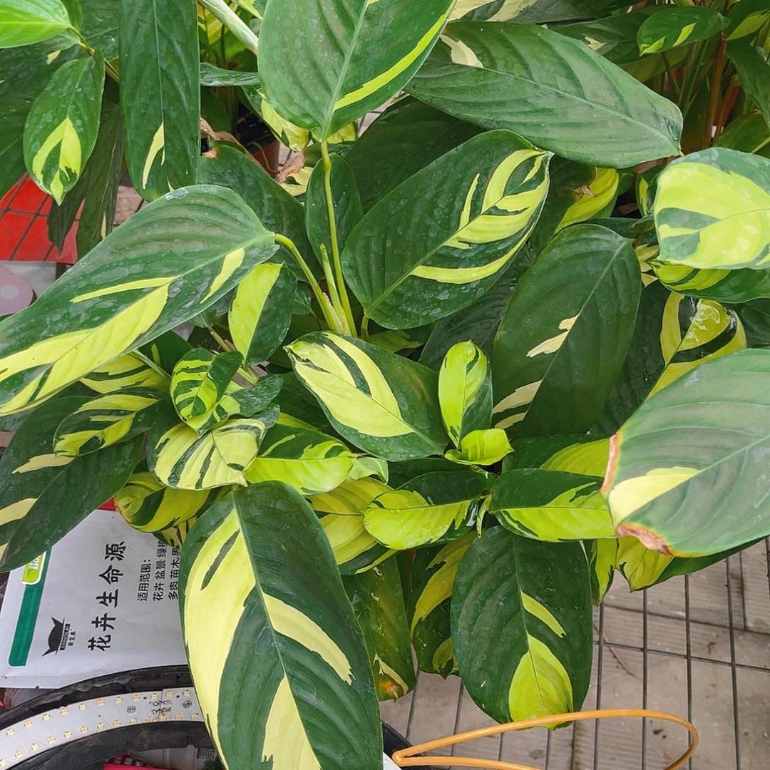 完全开放金梦竹芋特价