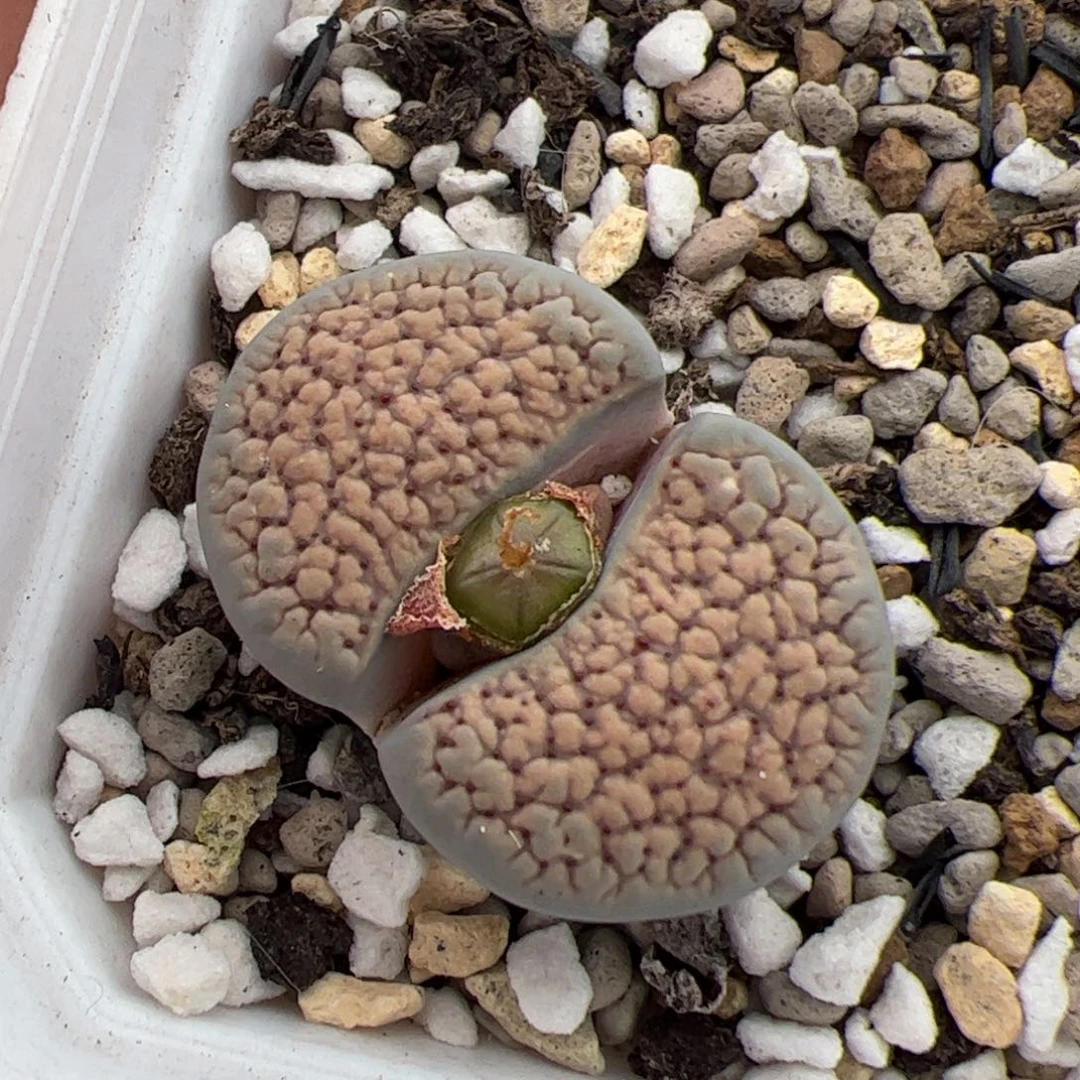 024号朝贡 多肉植物