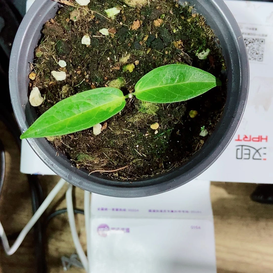 S***桉完全开放丹尼斯内锦一物一拍