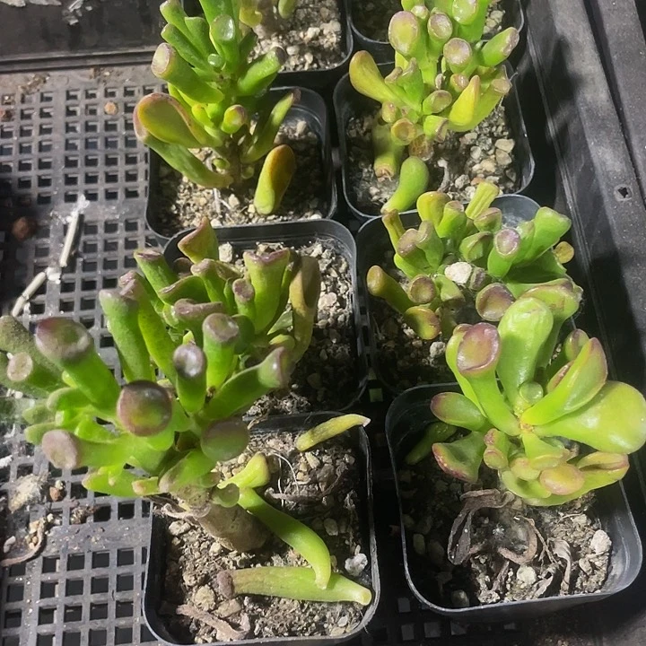 6.5方吸财树带盆土发