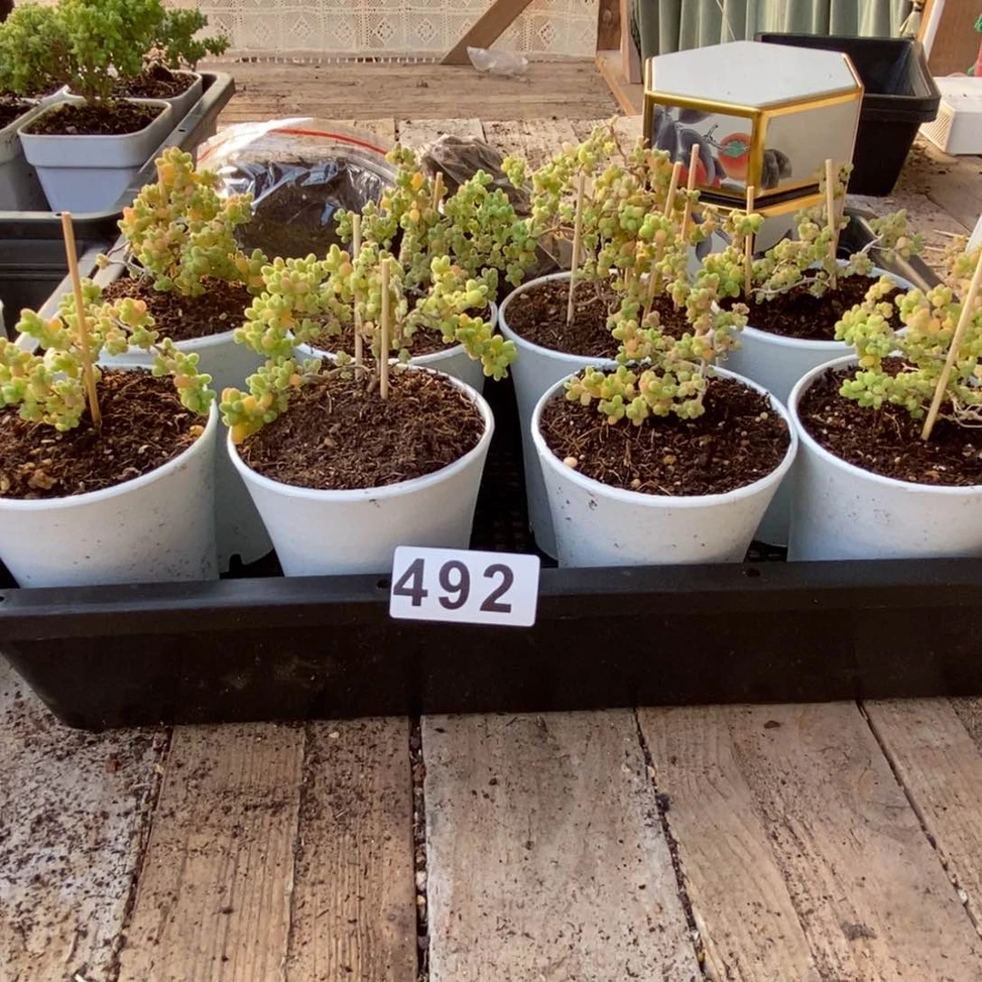 枝干番杏多肉植物492