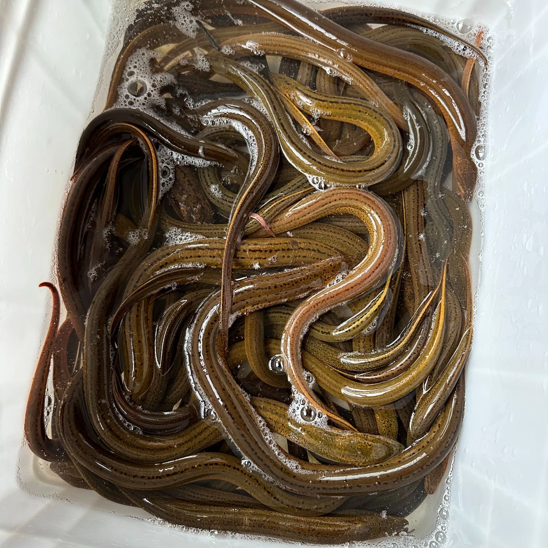 三斤起 土黄鳝二两左右 含二两以上 农村水产 野生黄鳝