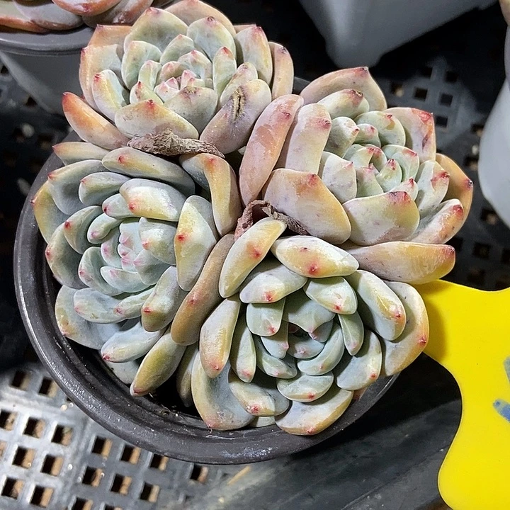 阳***烈多肉植物星影631多肉
