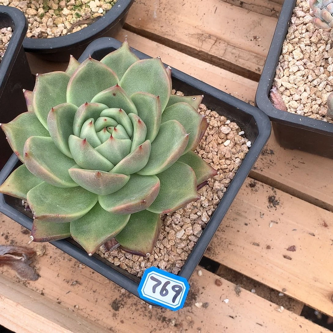 769 一物一拍多肉