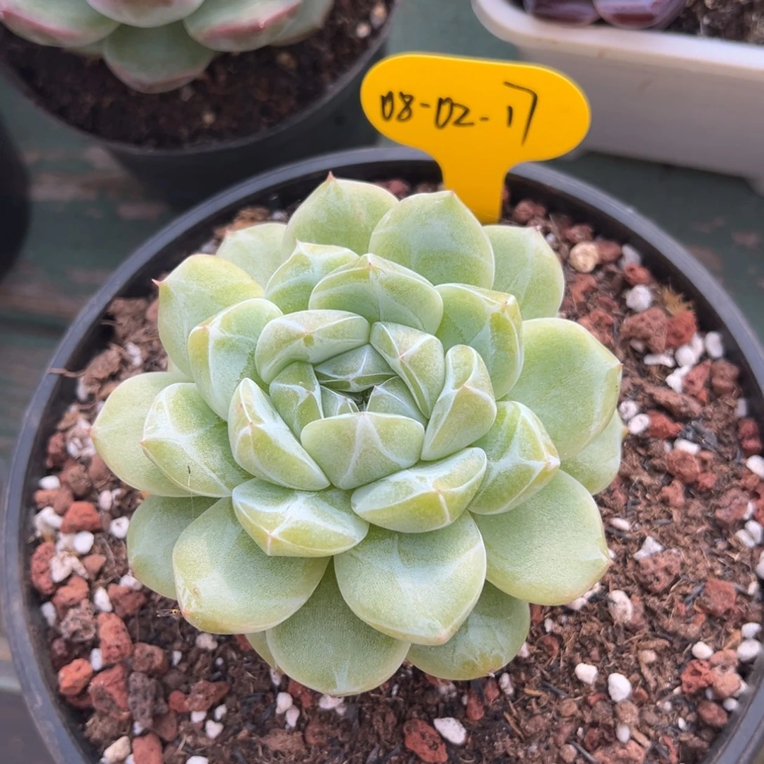 08-02-17月神之泪多肉植物