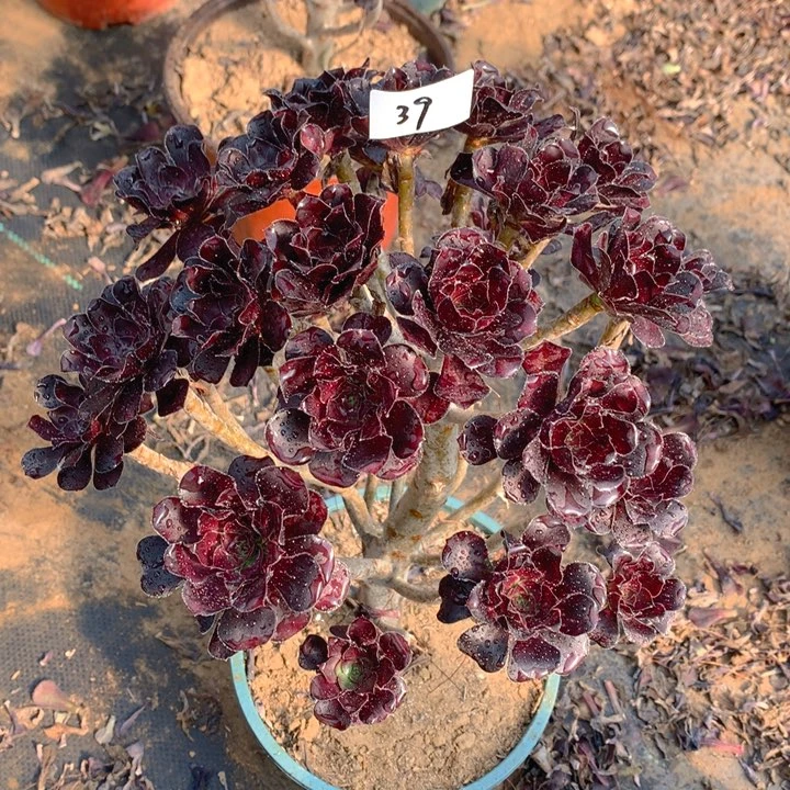 39红玫瑰精品法师多肉