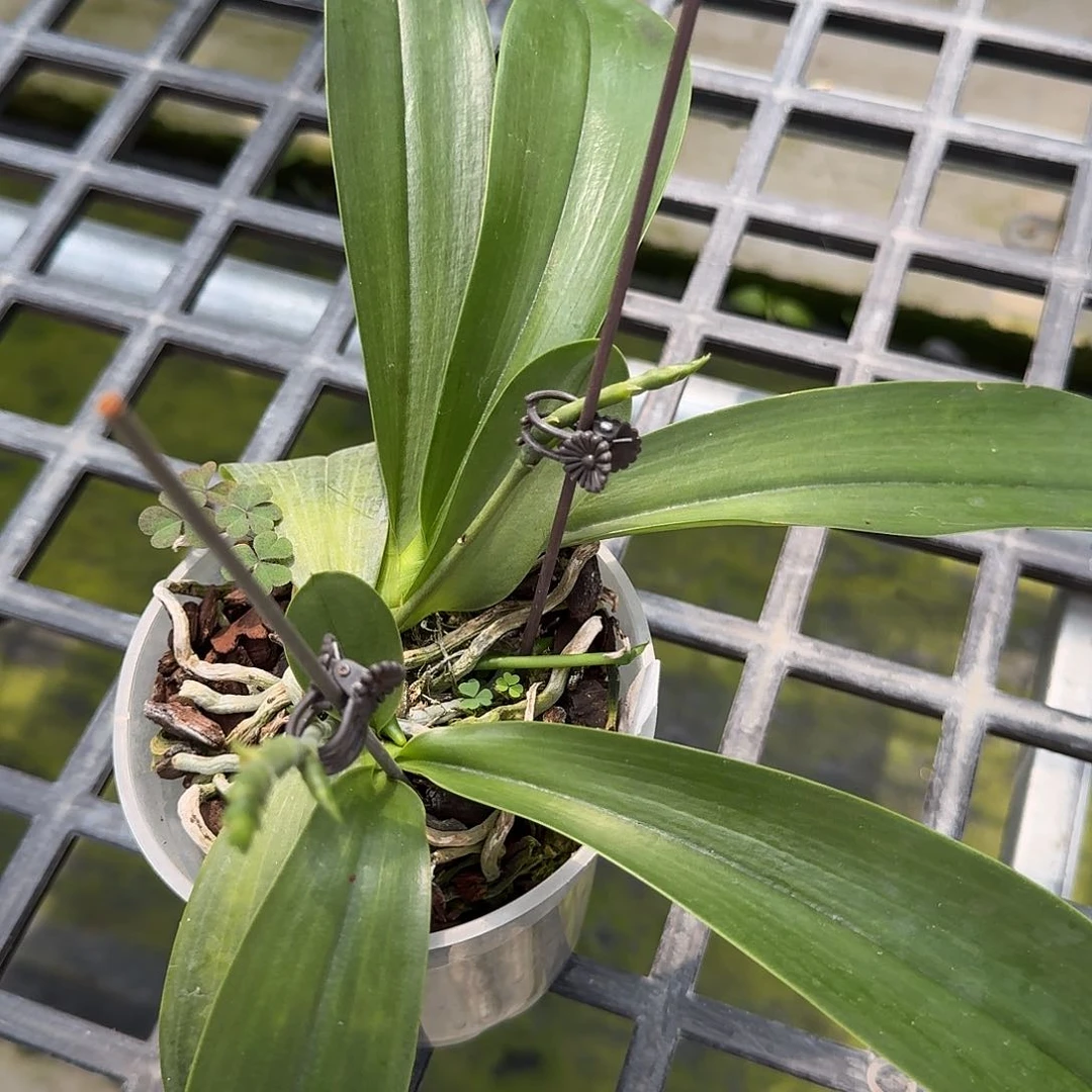 当前无花栽培后可以开花断头路德2苗3.5瑕疵不售后