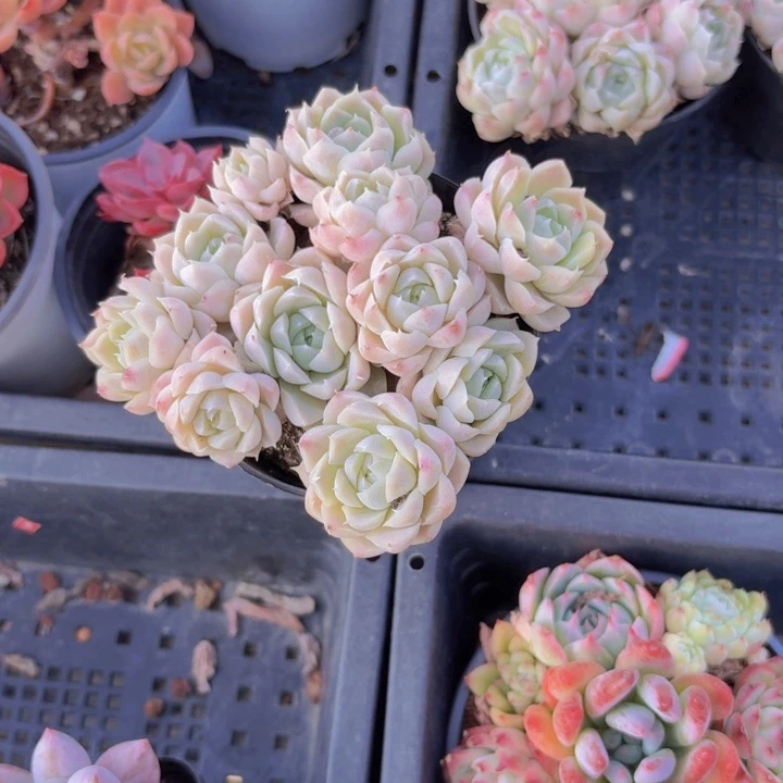 白雪公主多肉植物19.8