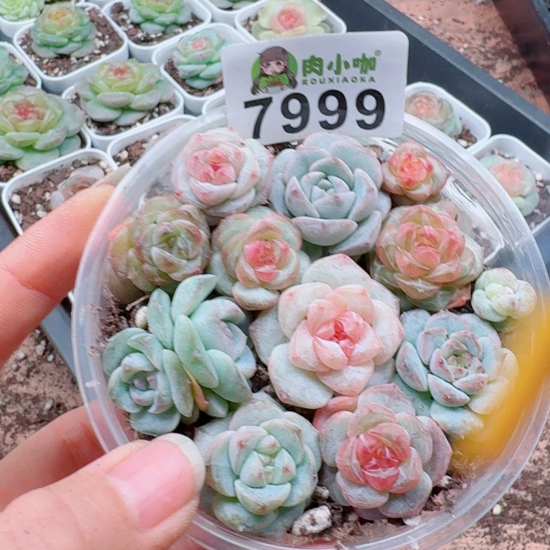 多肉植物多肉植物