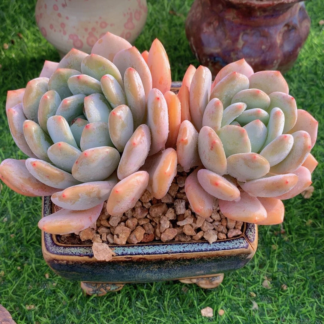 香橙14 公分一物一拍