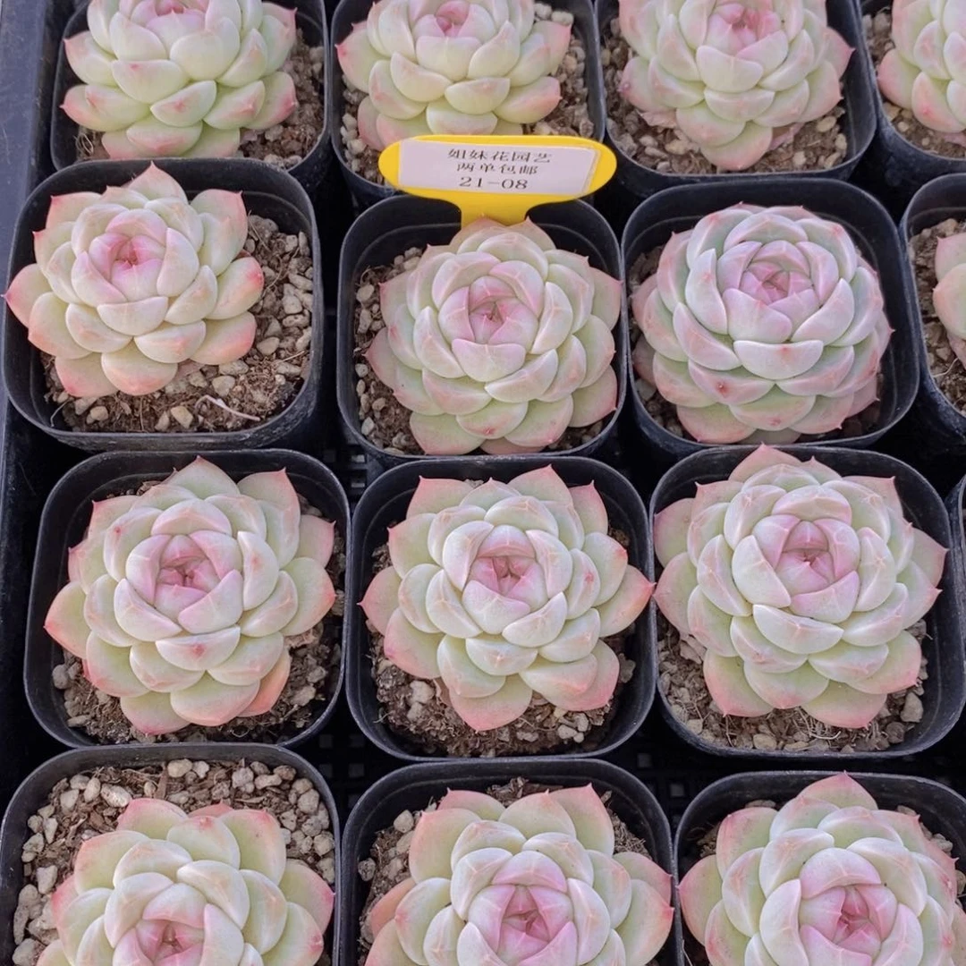 21-05-精品奶油白桃汽水单头一个