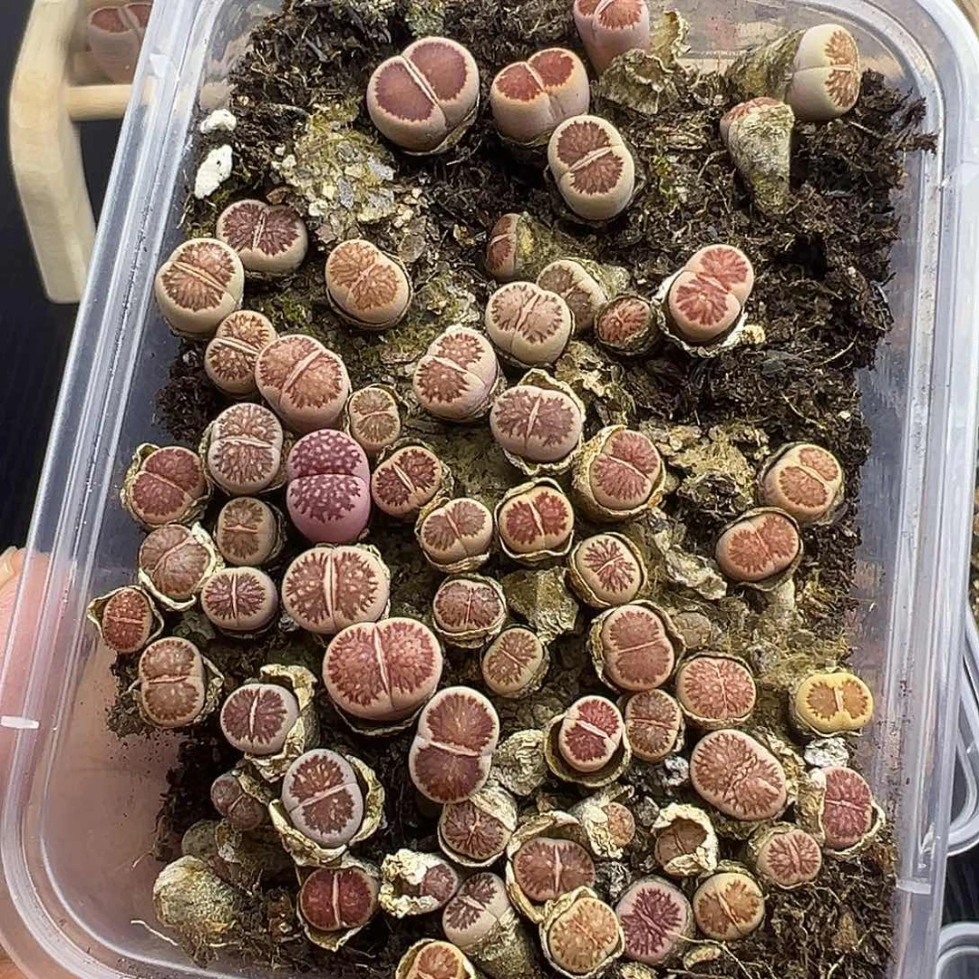 2494超美小菊福利