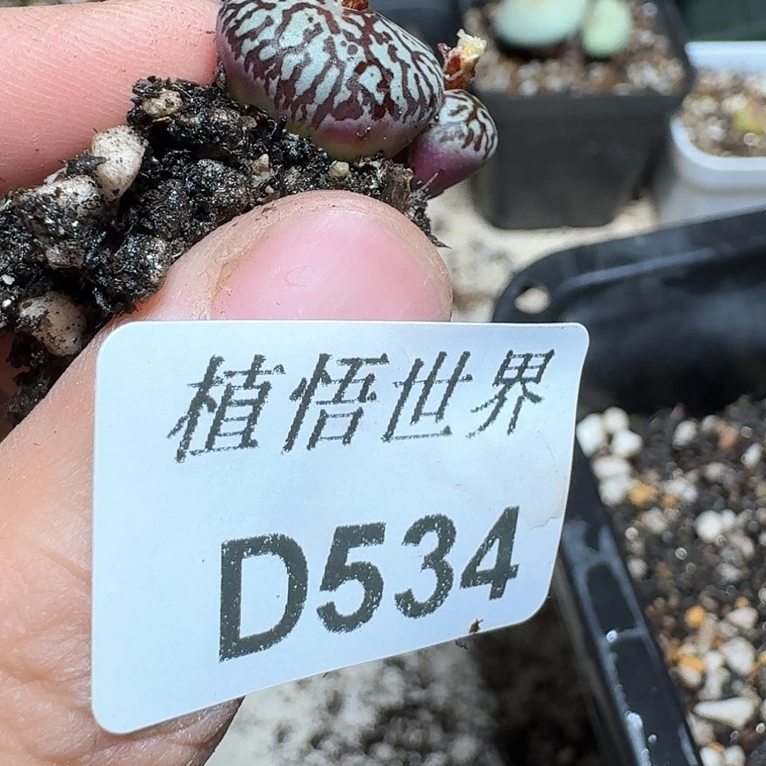 535号的日子我也c g多肉植物哇c