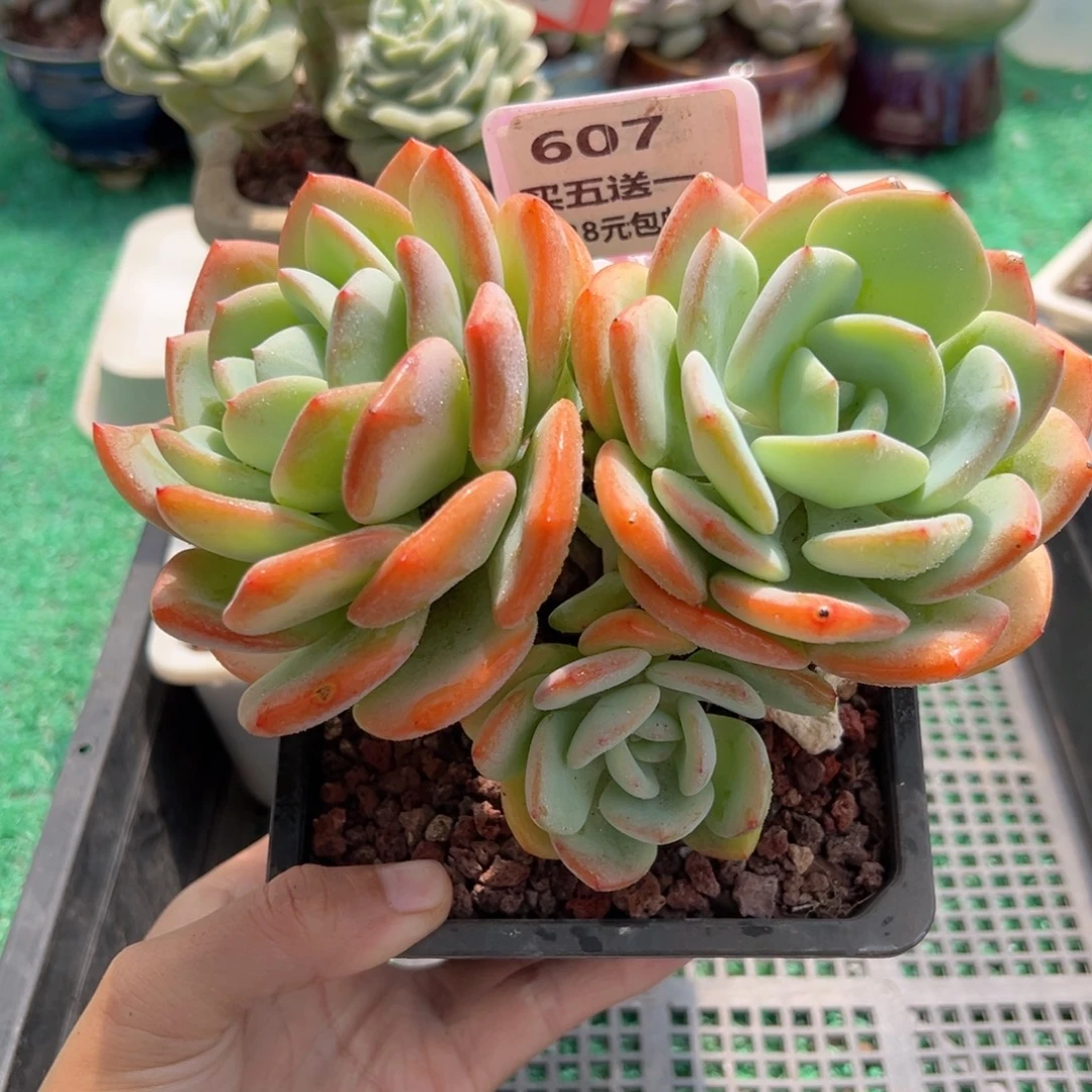 表妹精品多肉植物607.