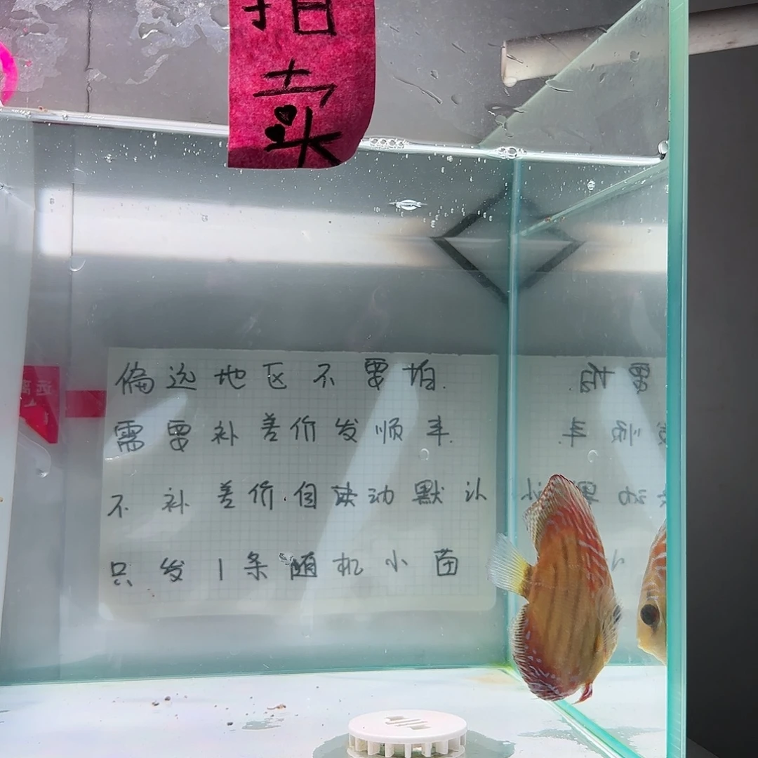 七彩神仙鱼肉身8偏远地区不拍