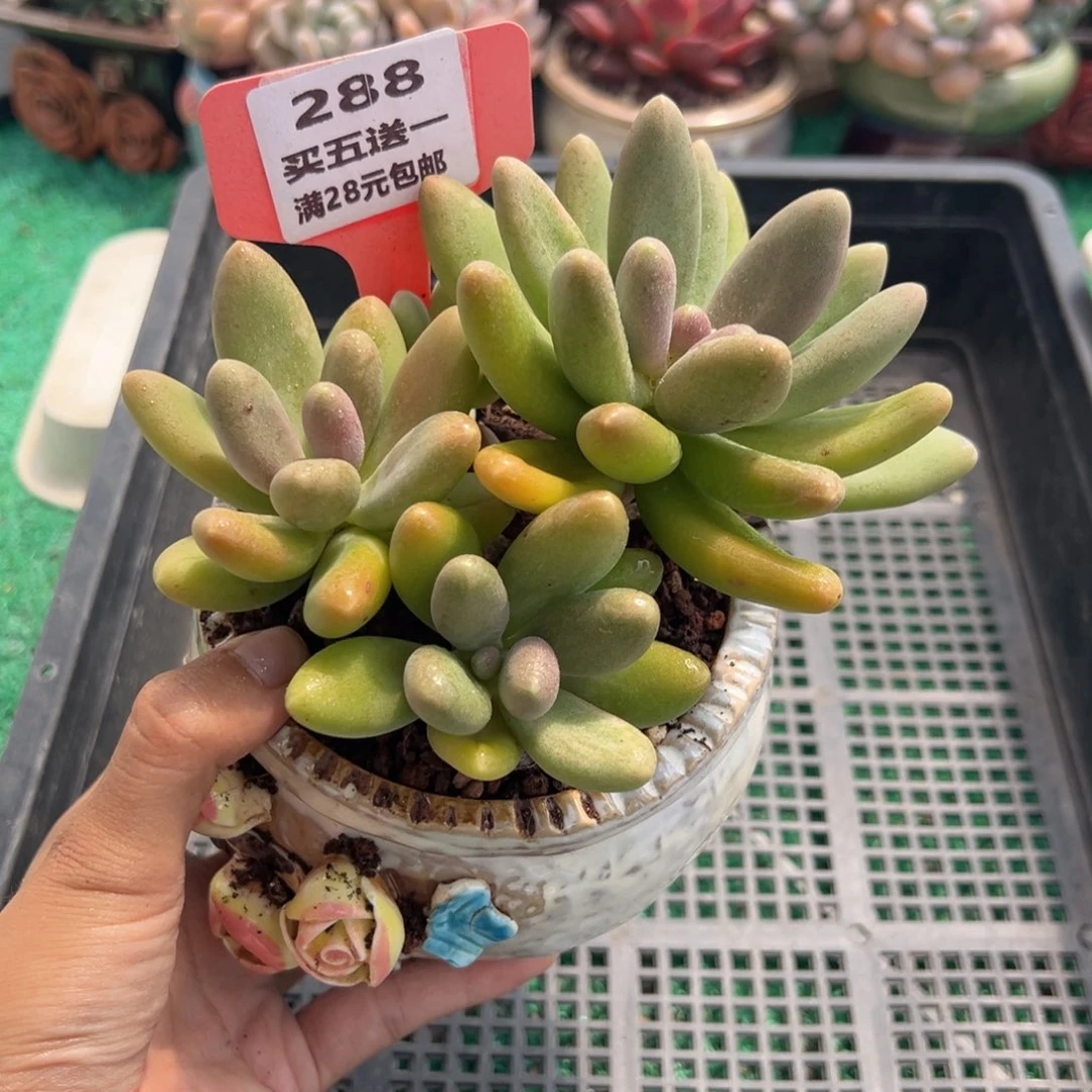 表妹精品多肉植物288.