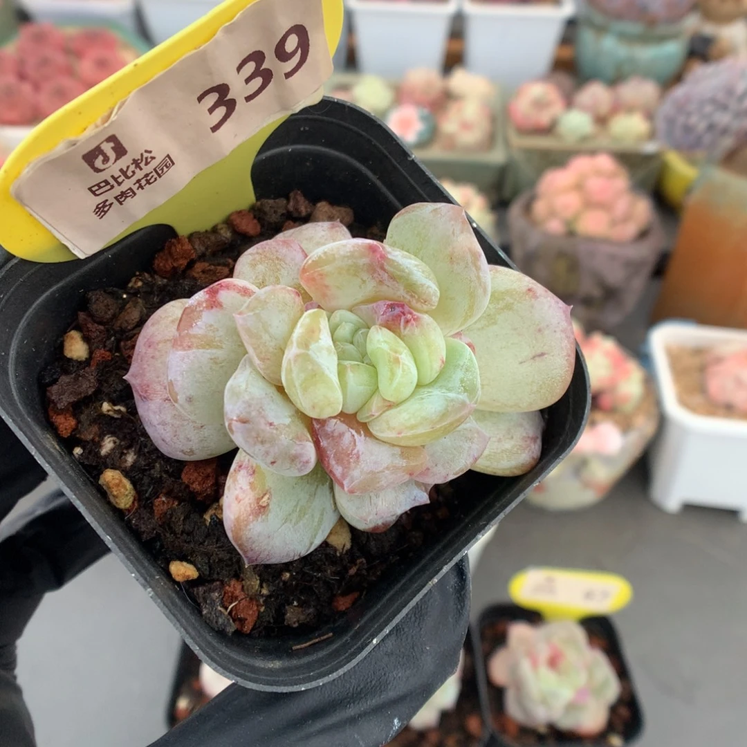 339 冰魄石化多肉