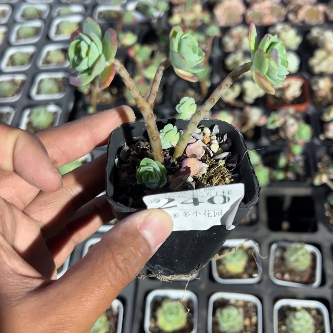 240号薄化妆一物一拍满18包邮