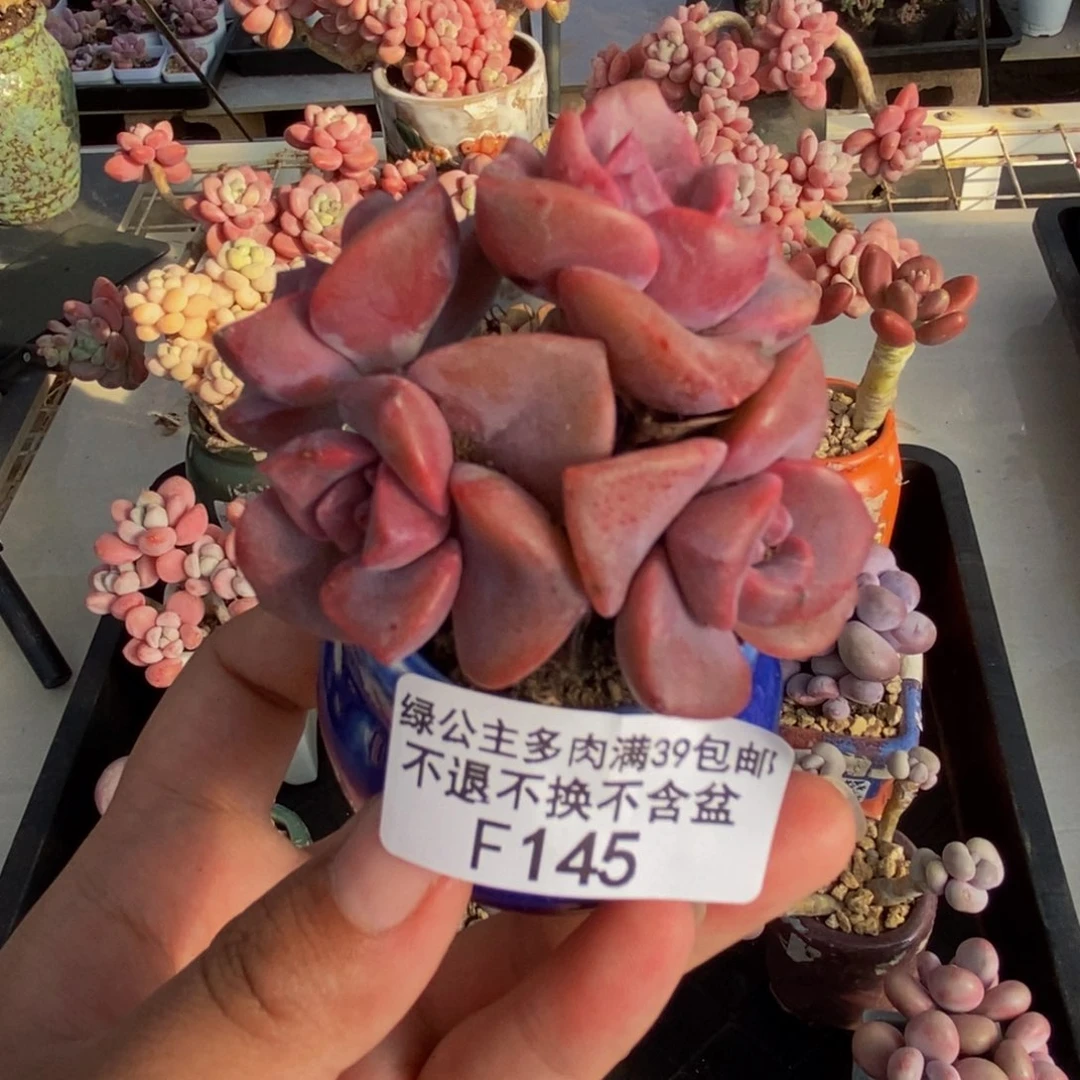 145彩虹糖多肉4c m