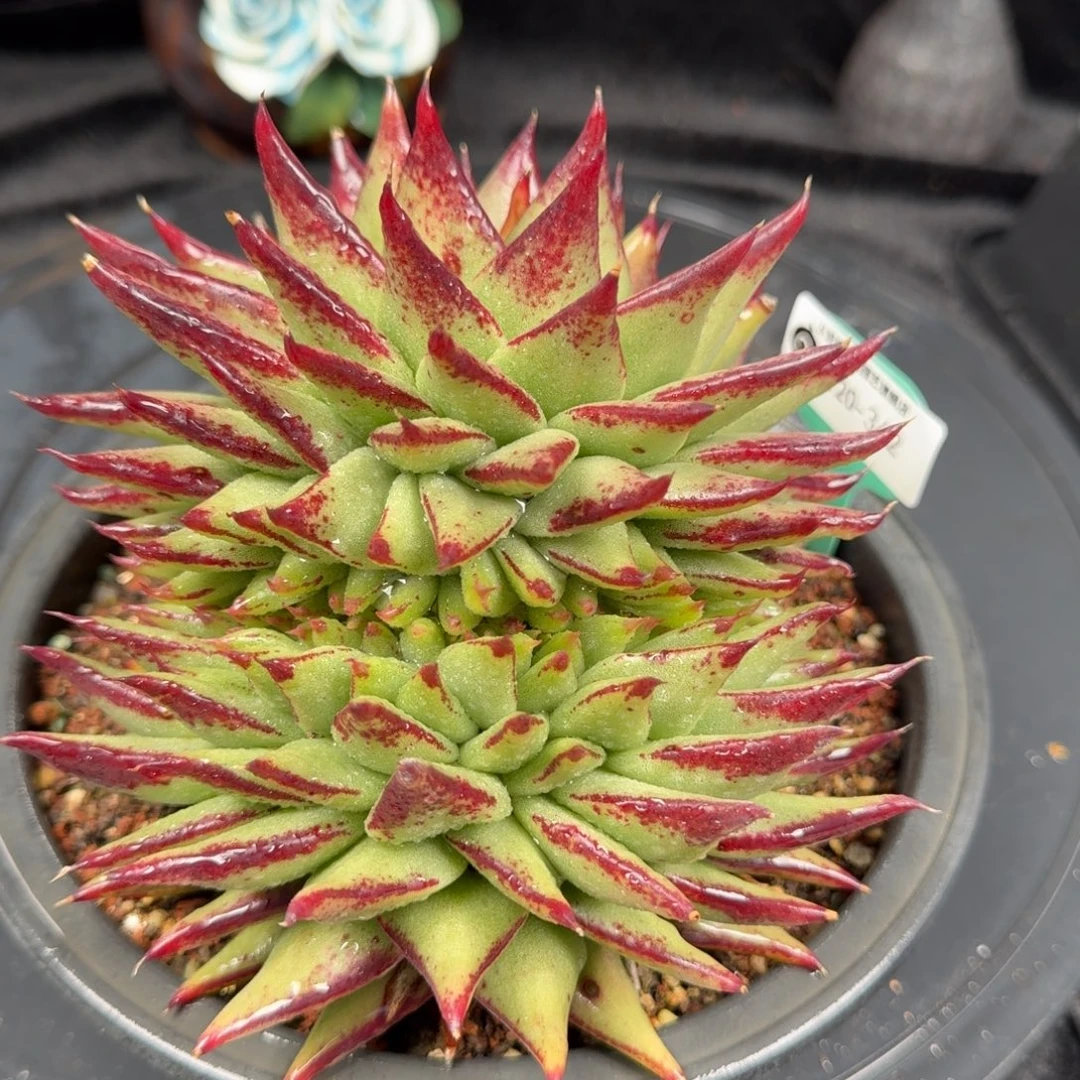 从前慢花园多肉编号1120-342