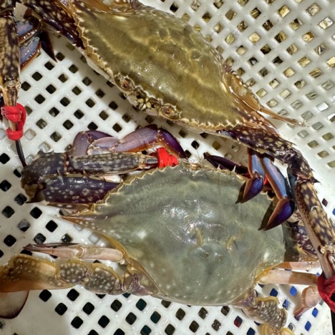 本海大飞蟹4两半斤/只(8成肥)