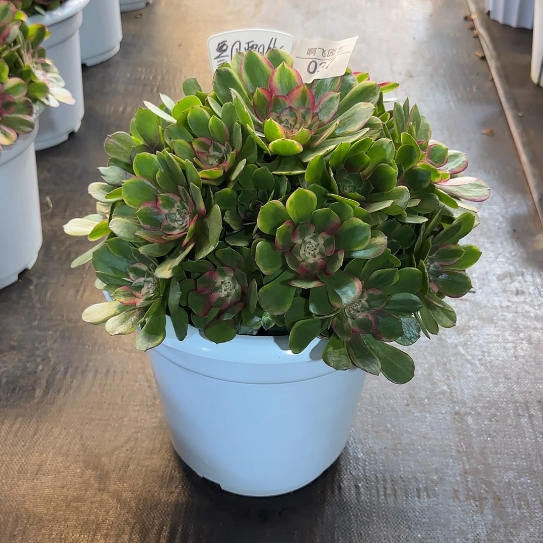 飘***雨037多肉  寄养发货 绿体荔枝