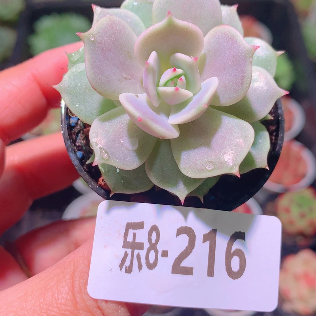 乐然8-216 露娜单头