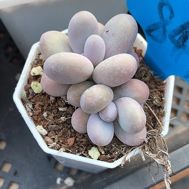 风***车多肉植物蛋黄奶849