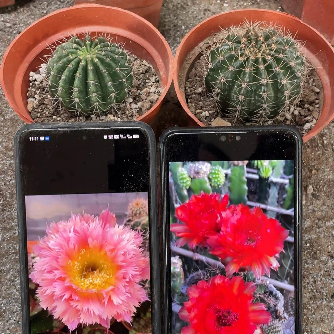 凤羽1号和九八自根球5公分以上