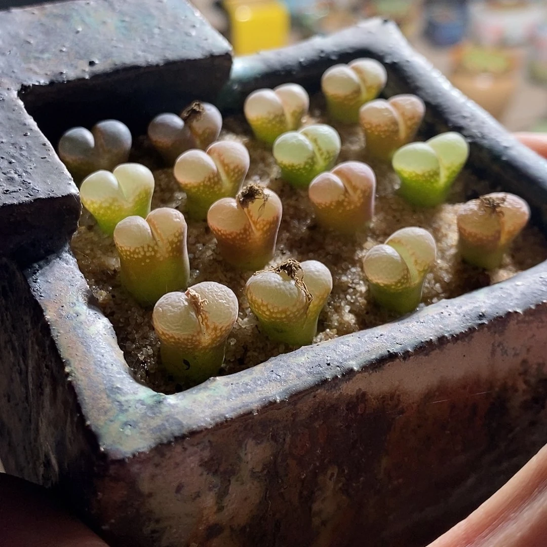 28373。 一组风铃。