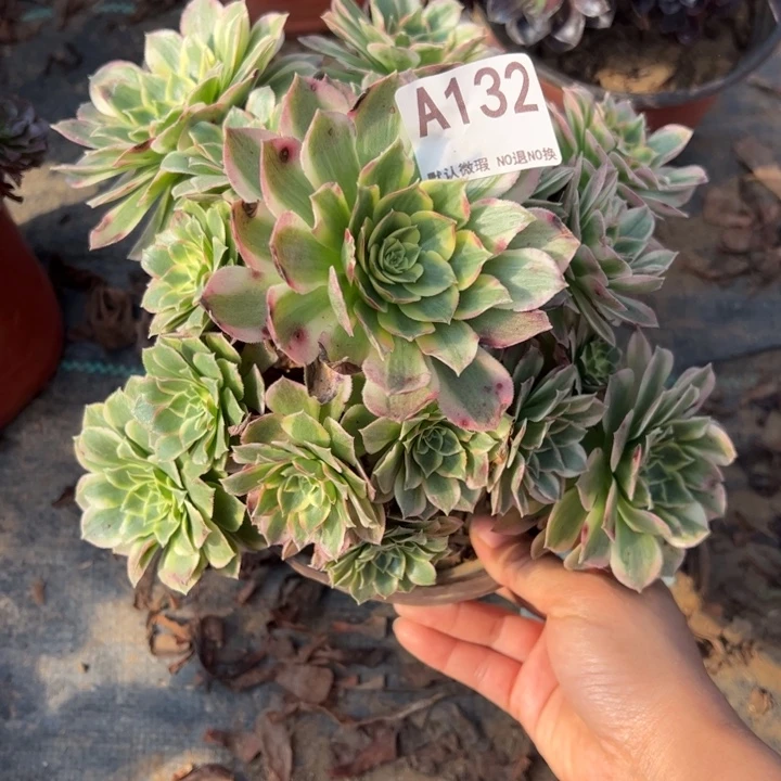 海王多肉植物132.