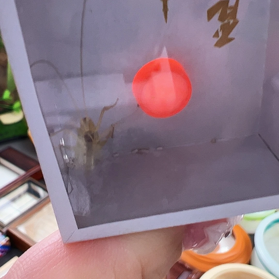 用***1哈哈哈柬埔寨四个