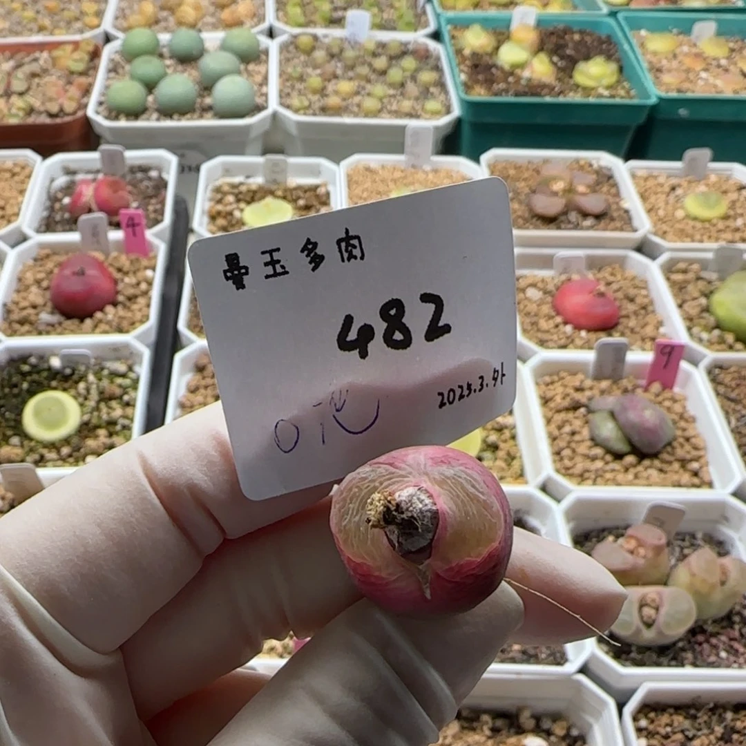 奶*多肉多肉多肉482