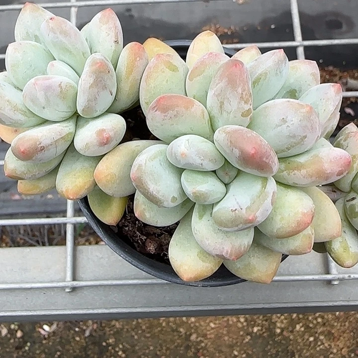 青蛙王子儿童牙膏11